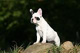 BOULEDOGUE FRANCAIS 1242